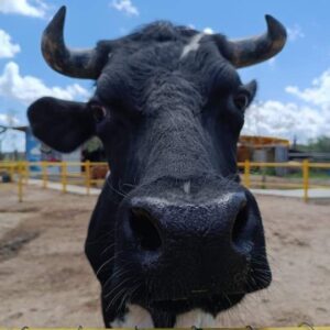 3 Adozione bovini