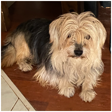 Adozione cagnolini - immagine 5