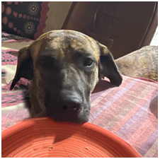 Adozione cagnolini - immagine 9