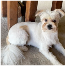 Adozione cagnolini - immagine 12