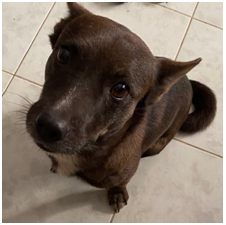 Adozione cagnolini - immagine 11