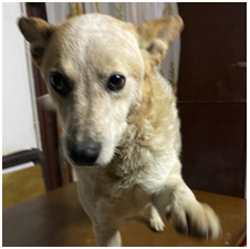 Adozione cagnolini - immagine 6