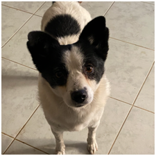 Adozione cagnolini - immagine 4