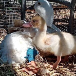 PJLjcTp Adozione Papere, Oche, Galli e Galline