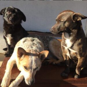 e6brEJA Adozione cagnolini
