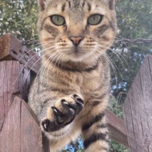 Adozione Gatti - immagine 3