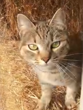 LILIMPA Adozione Gatti